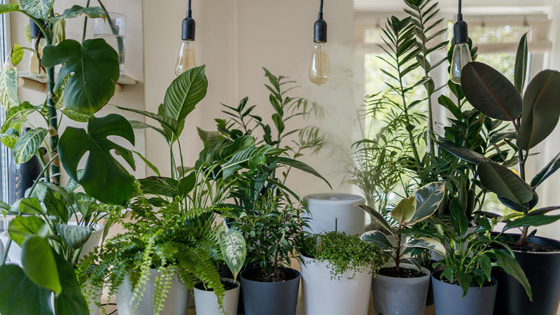 House plants