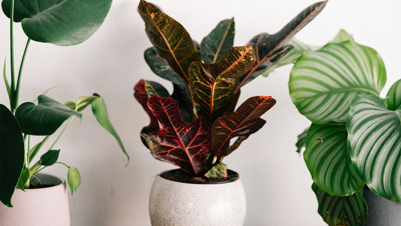 House plants